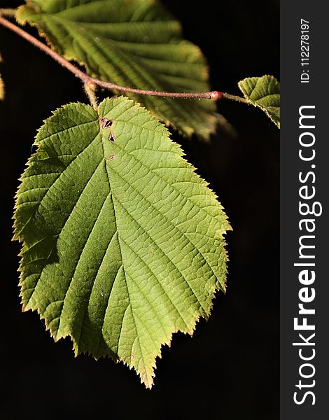 Leaf, Vegetation, Macro Photography, Elm Family