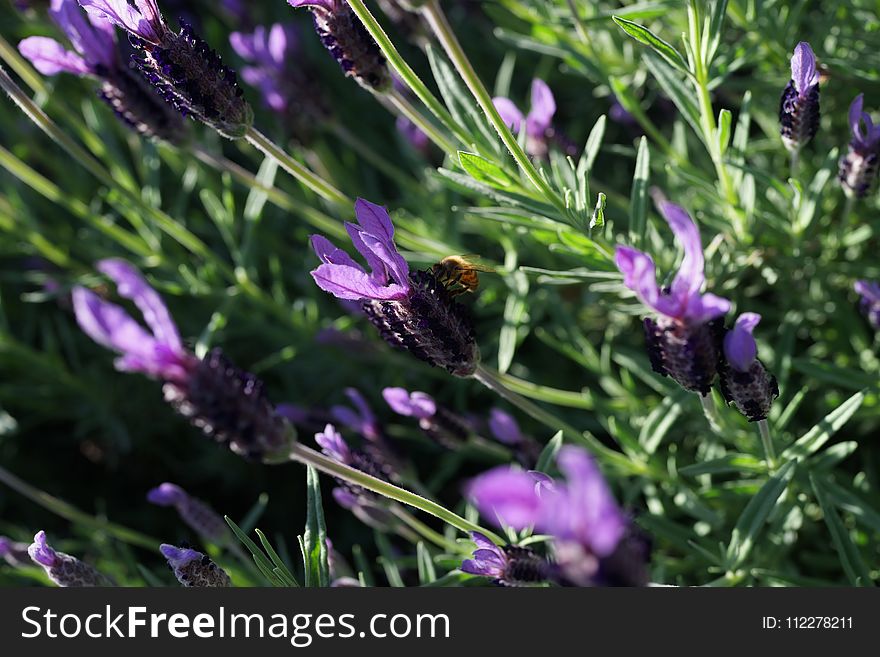 Plant, Purple, Flora, French Lavender