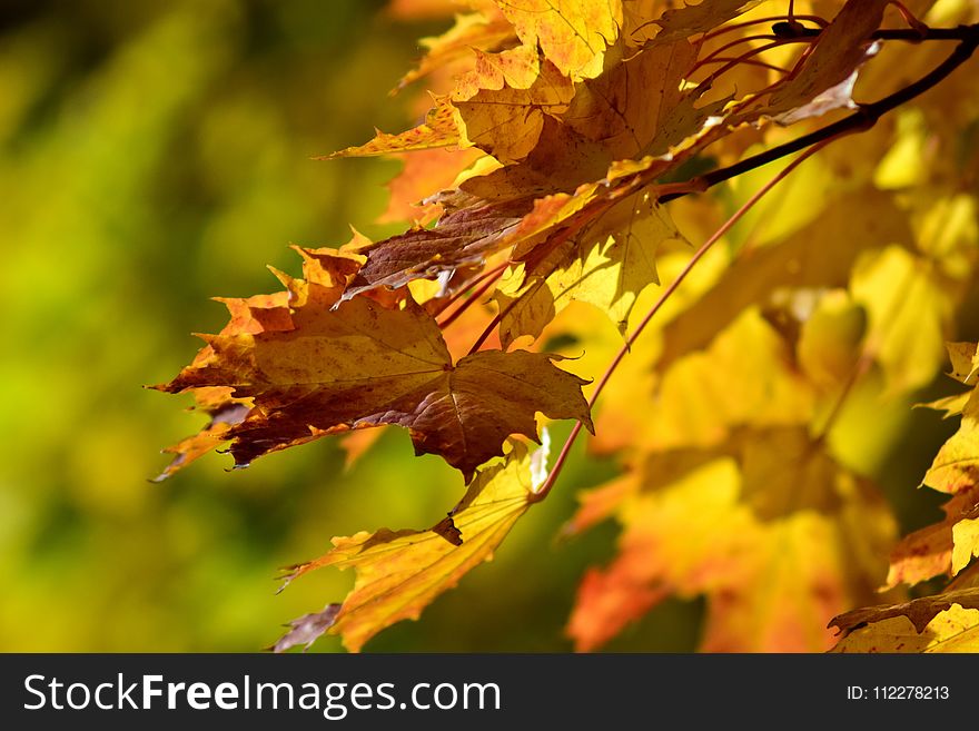 Leaf, Yellow, Autumn, Deciduous
