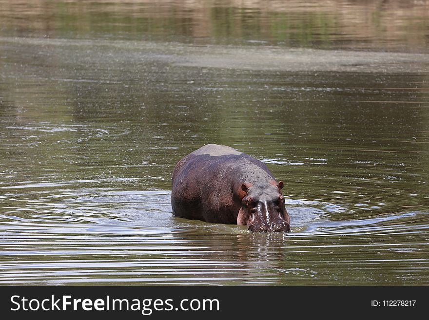 Mammal, Fauna, Wildlife, Water