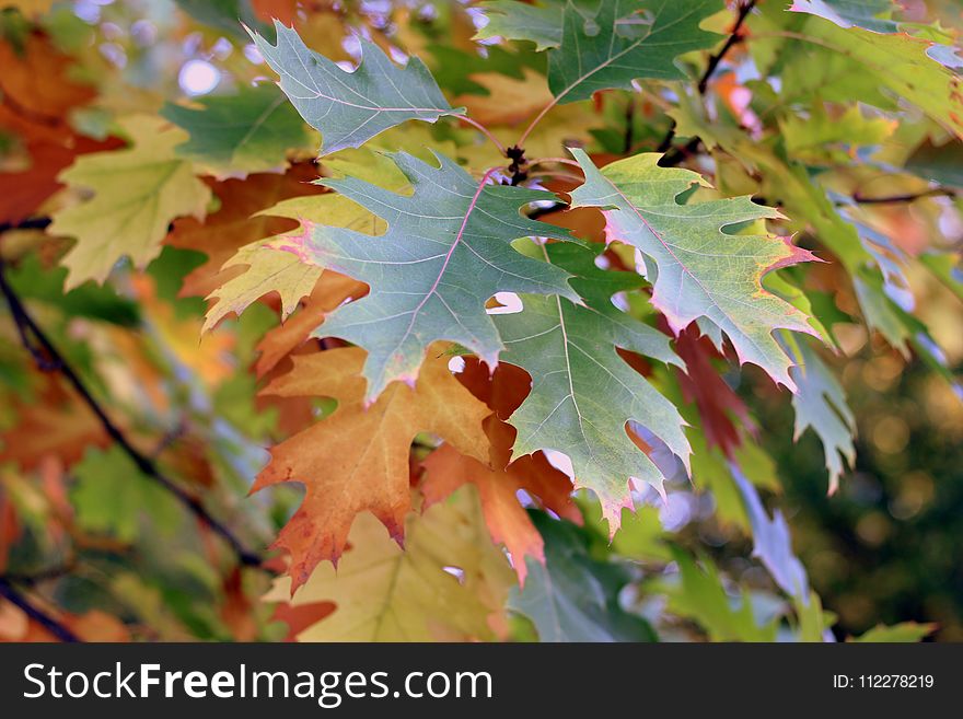 Leaf, Autumn, Maple Leaf, Tree