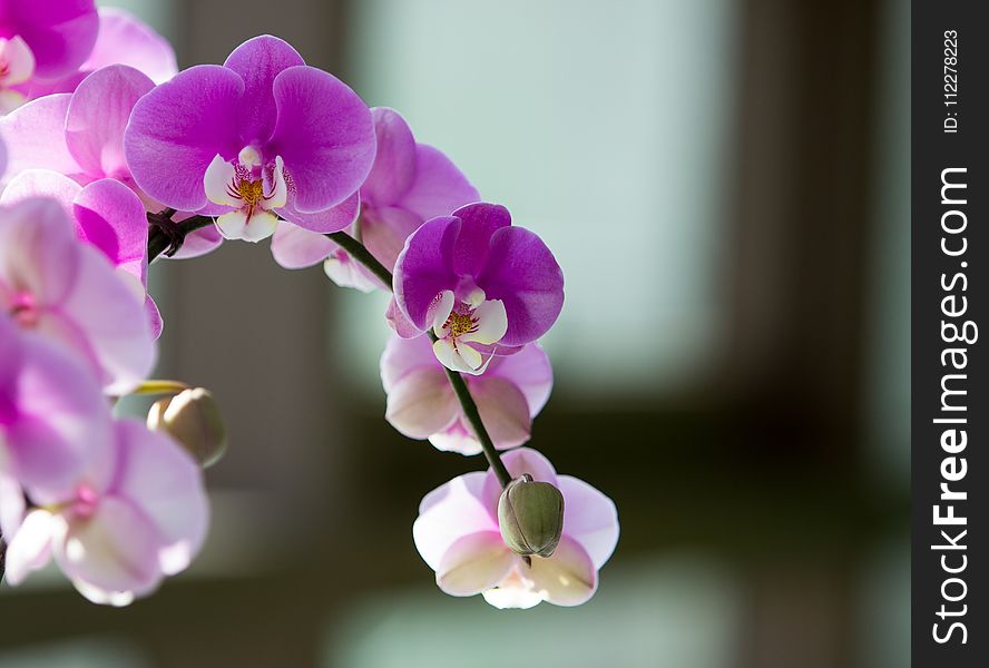 Flower, Flowering Plant, Pink, Flora