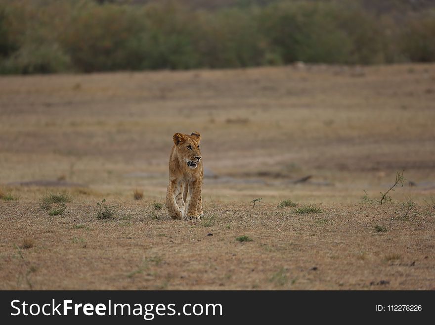 Wildlife, Grassland, Ecosystem, Terrestrial Animal