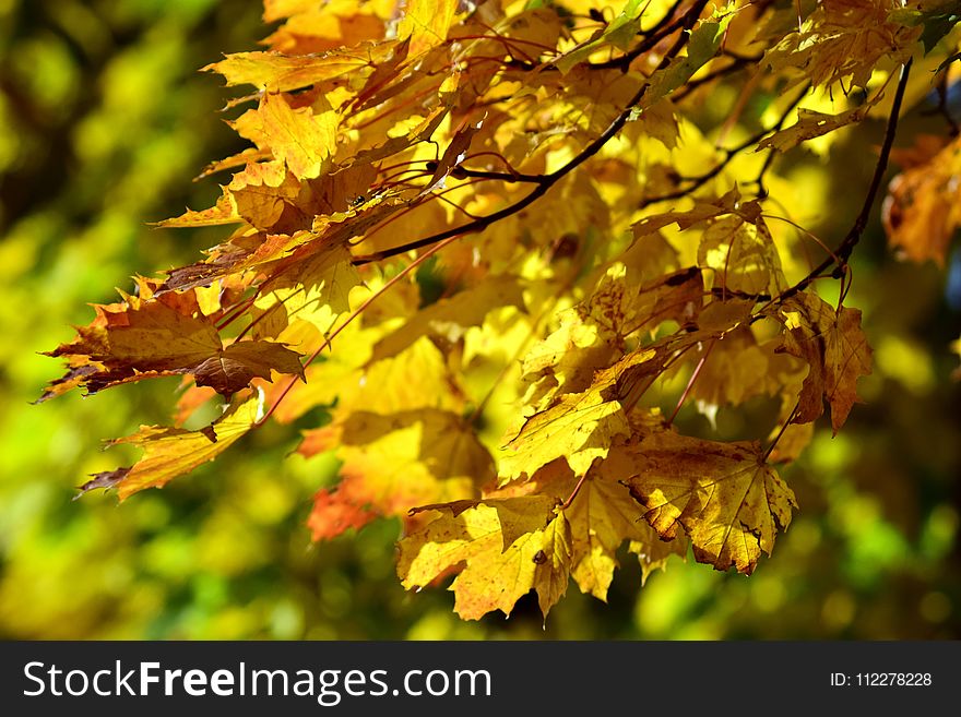 Leaf, Yellow, Autumn, Deciduous