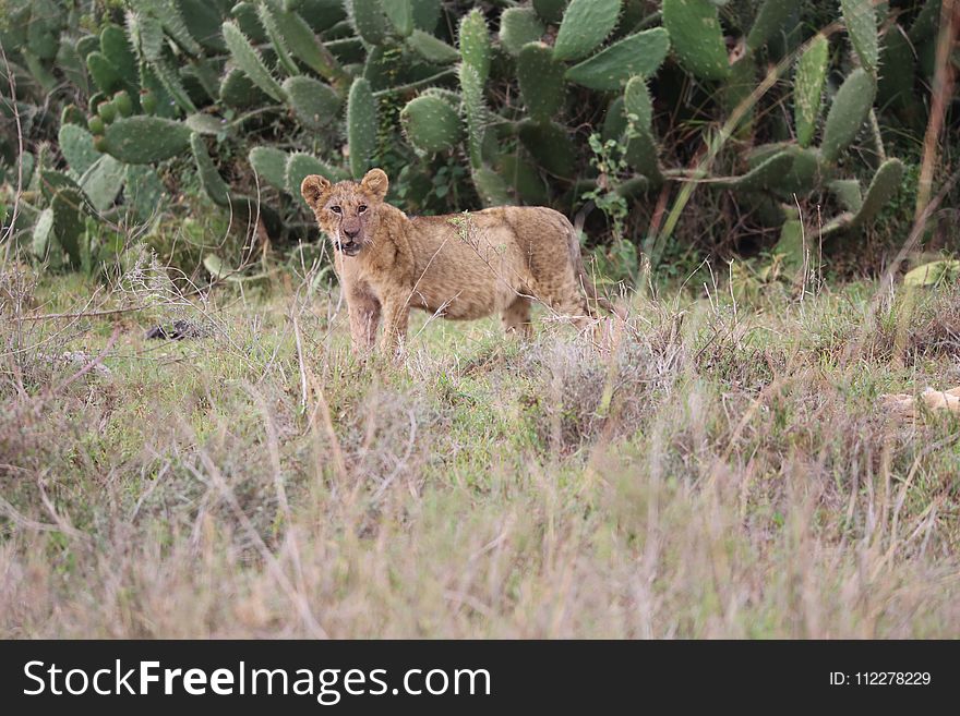 Wildlife, Mammal, Terrestrial Animal, Ecosystem