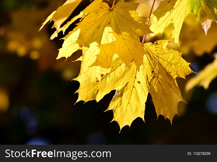 Leaf, Yellow, Autumn, Maple Leaf