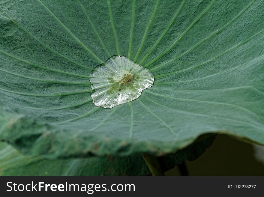 Leaf, Green, Water, Plant