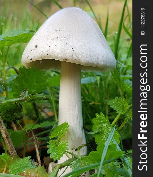 Mushroom, Fungus, Agaricaceae, Edible Mushroom