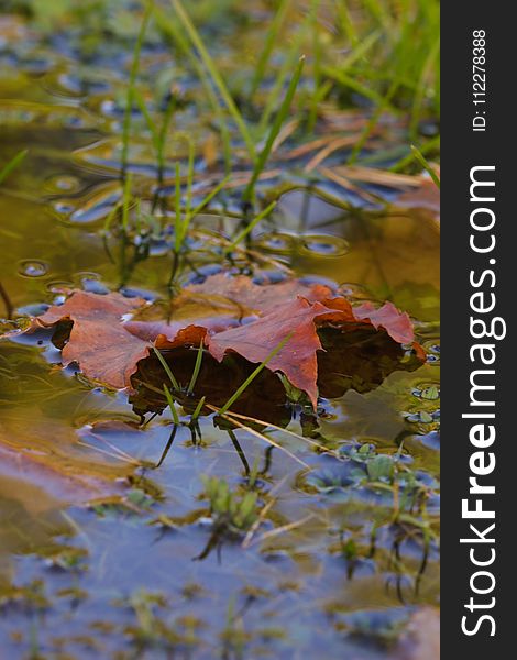Leaf, Water, Reflection, Vegetation