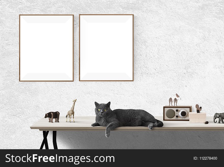 Cat, Small To Medium Sized Cats, Window, Cat Like Mammal