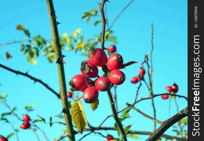 Rose Hip, Fruit, Berry, Plant
