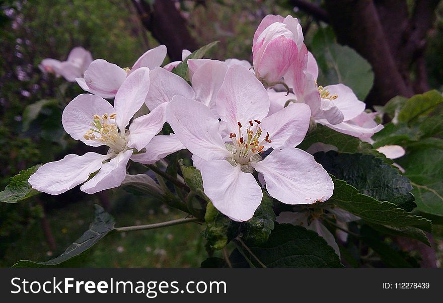 Flower, Plant, Flora, Blossom