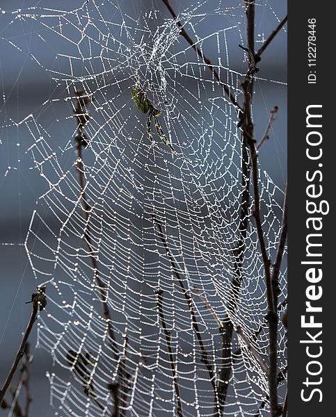 Spider Web, Water, Branch, Tree