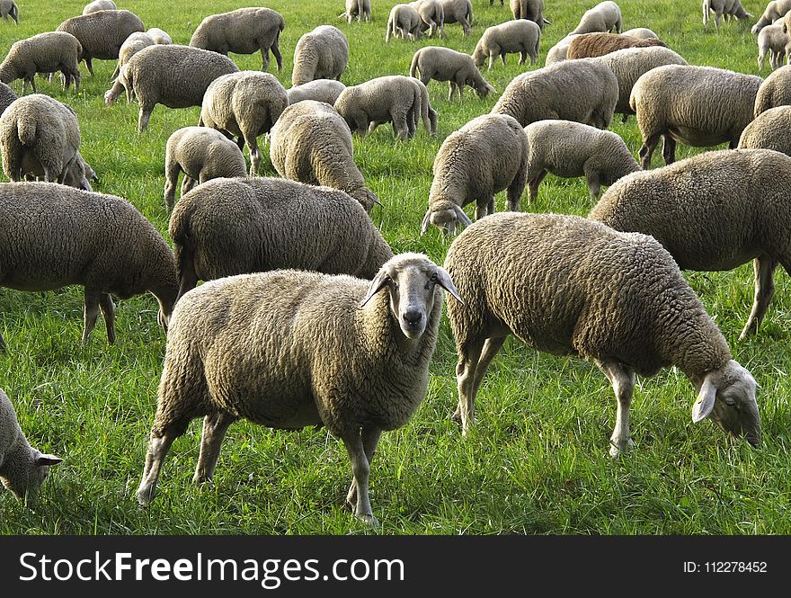 Herd, Sheep, Grazing, Pasture