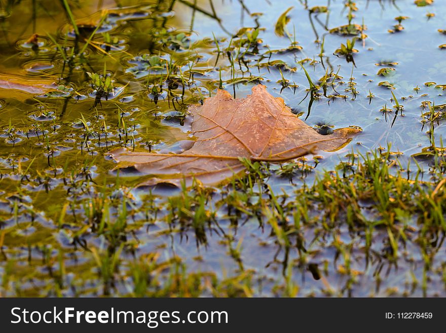 Leaf, Water, Reflection, Autumn