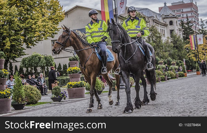 Tree, Horse, Horse Like Mammal, Jockey