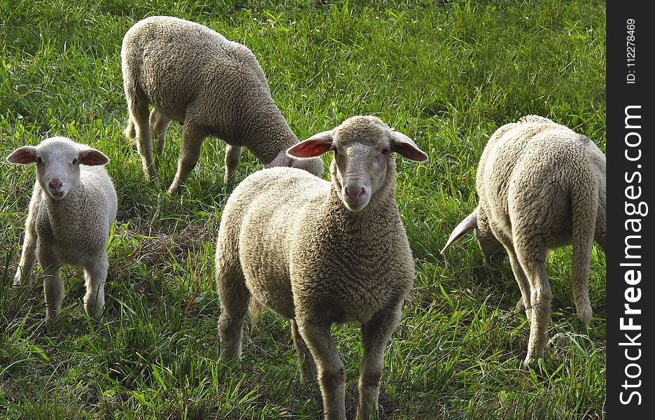 Sheep, Pasture, Grazing, Grass