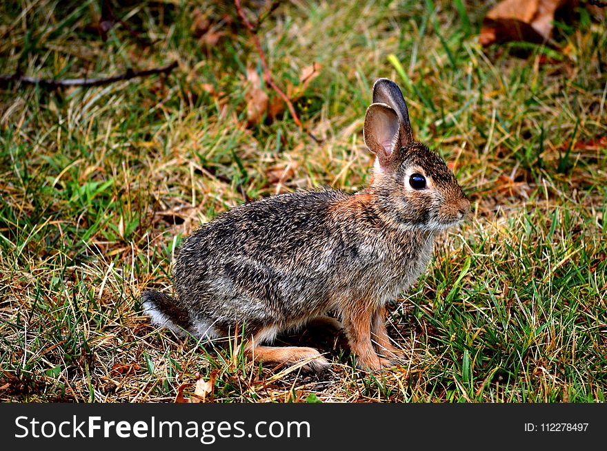 Fauna, Mammal, Wildlife, Rabbit