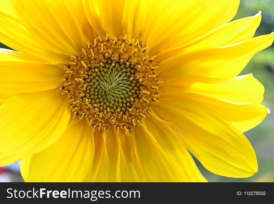 Flower, Sunflower, Yellow, Flowering Plant