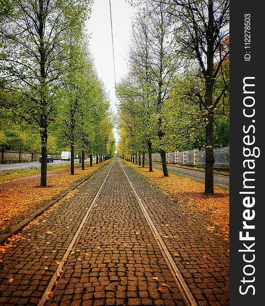 Tree, Nature, Leaf, Path