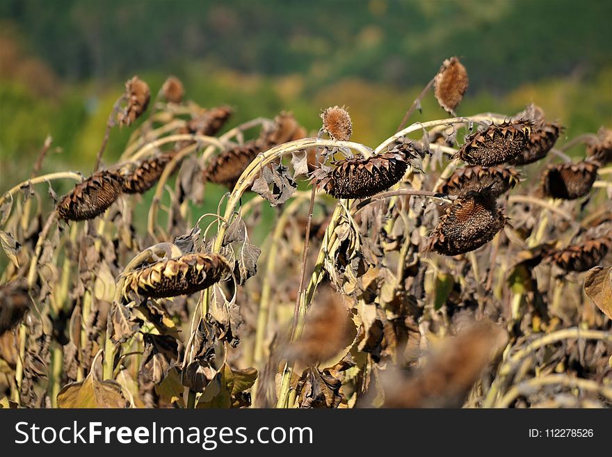 Flora, Wildlife, Terrestrial Animal, Grass