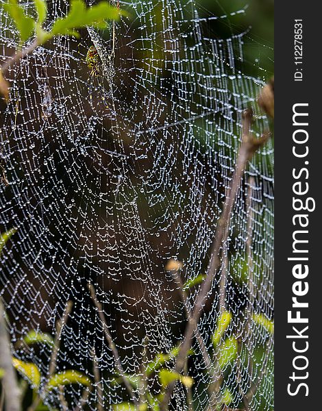 Spider Web, Water, Leaf, Invertebrate