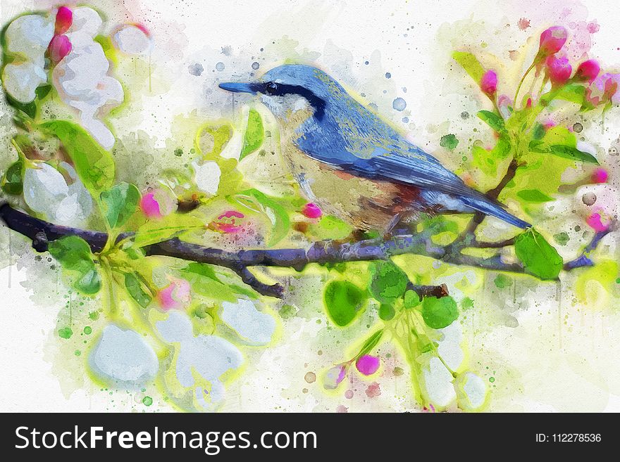 Bird, Fauna, Watercolor Paint, Flora
