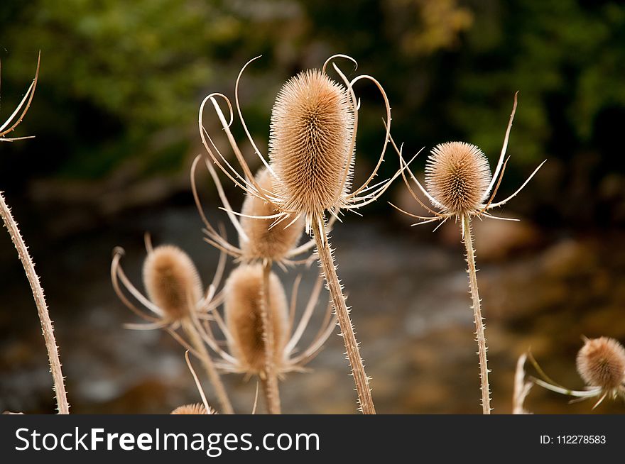 Flora, Close Up, Plant, Flower