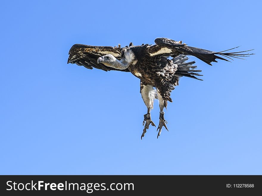 Fauna, Bird Of Prey, Accipitriformes, Eagle
