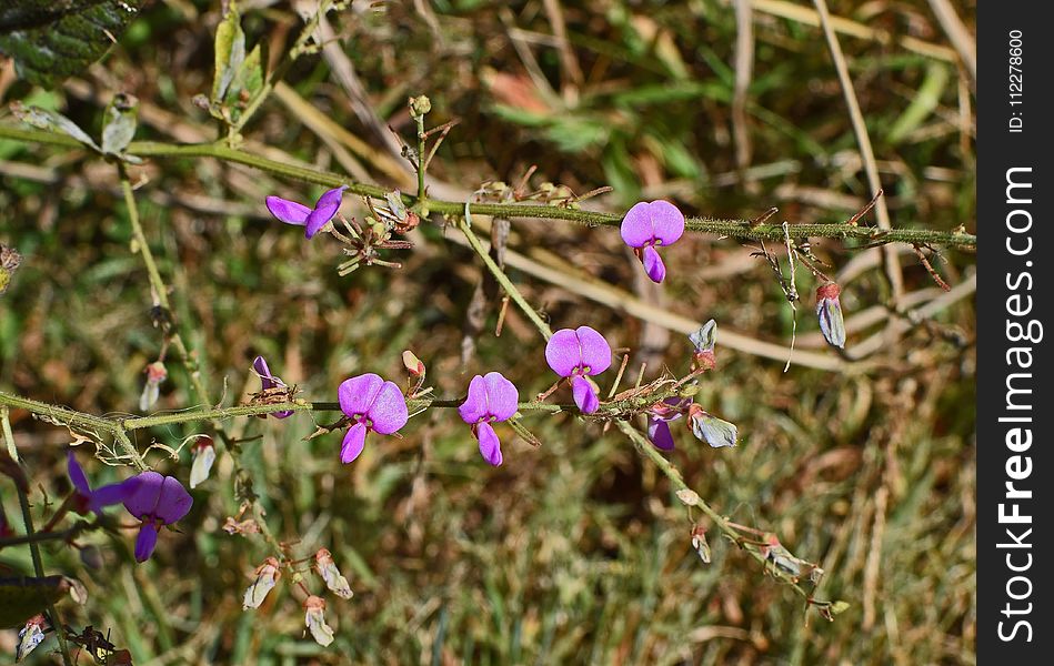 Plant, Flora, Flower, Flowering Plant