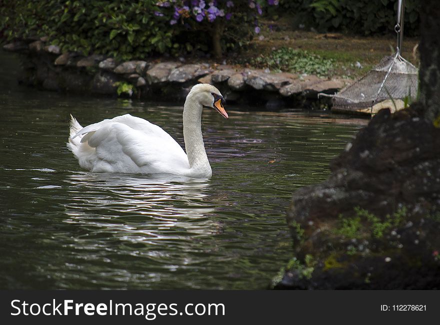 Bird, Swan, Waterway, Water Bird