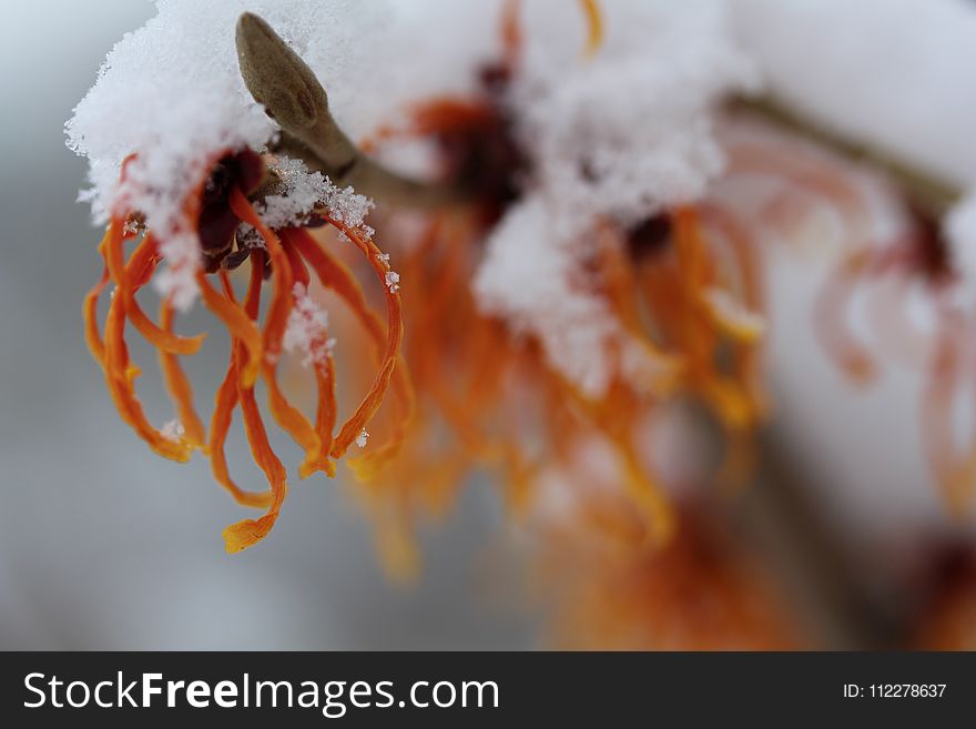 Close Up, Macro Photography, Freezing, Winter
