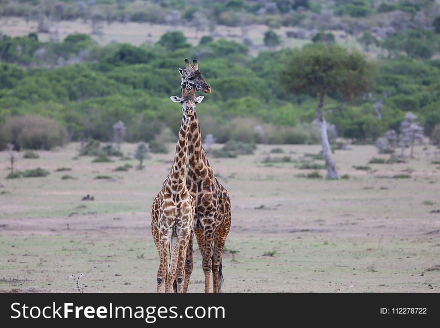 Giraffe, Wildlife, Terrestrial Animal, Ecosystem