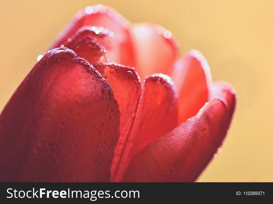 Macro shot of water drops on a tulip flower.