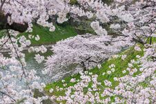 Cherry Blossom Sakura In Chidorigafuchi Park, Tokyo, Japan Stock Photo