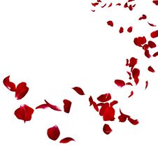 The Petals Of A Dark Red Rose Fly Far Into The Distance Royalty Free Stock Images The Petals Of A Dark Red Rose Fly Far Into The Distance Royalty Free Stock Images
