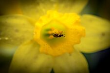 Macro Image Of A Small Insect Seen Gathering Nectar From A Daffodil Trumpet. Royalty Free Stock Image