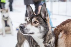 Beautiful Alaska Husky Dogs At The Finish Line Of A Sled Dog Race. Royalty Free Stock Images