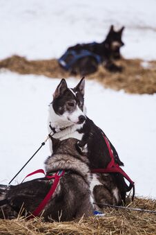 Beautiful Alaska Husky Dogs Resting During A Sled Dog Race. Royalty Free Stock Photos