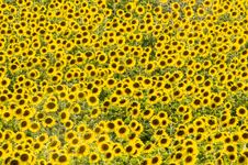 Field Of Yellow Sunflowers Royalty Free Stock Photography