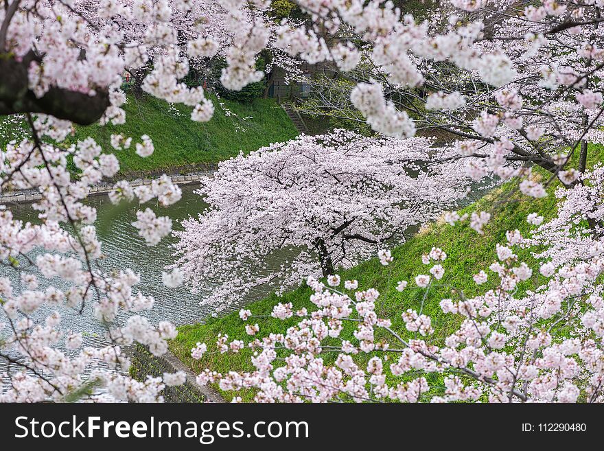 Cherry Blossom Sakura In Chidorigafuchi Park, Tokyo, Japan