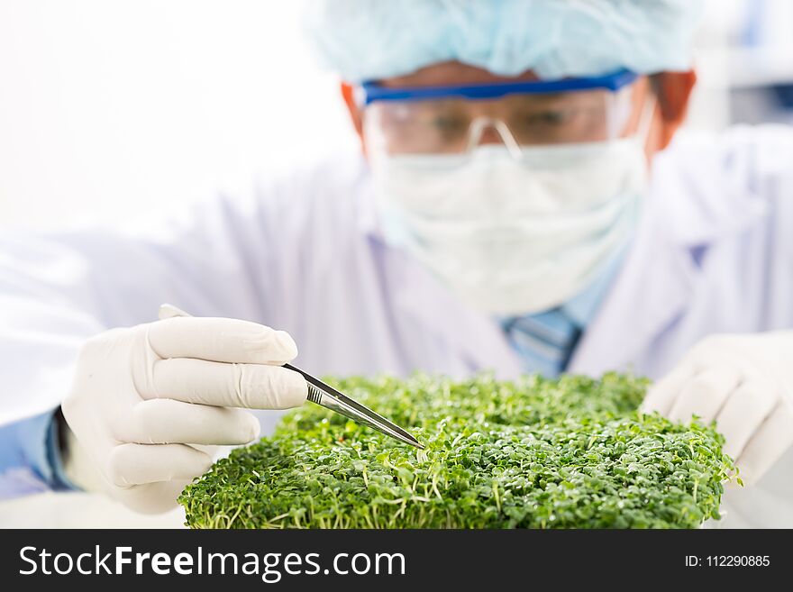 Close-up shot of concentrated biotechnologist taking sample of fresh herbs for analysis while carrying out quality control. Close-up shot of concentrated biotechnologist taking sample of fresh herbs for analysis while carrying out quality control