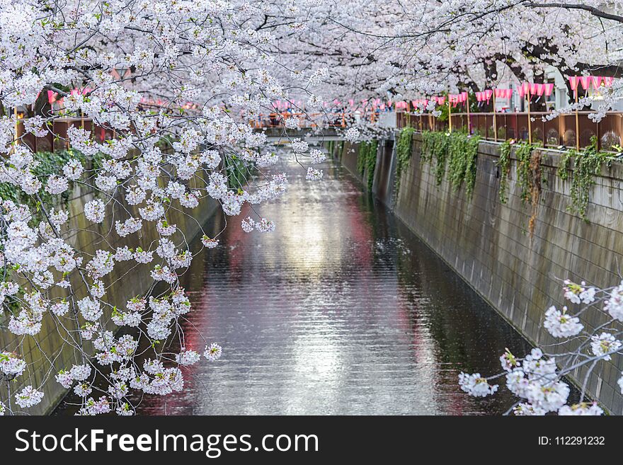 Beautiful Cherry Blossom Sakura At Meguro River In Tokyo Japan