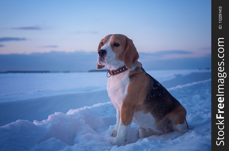 Beagle dog on a walk at sunset in a snowy field. Beagle dog on a walk at sunset in a snowy field