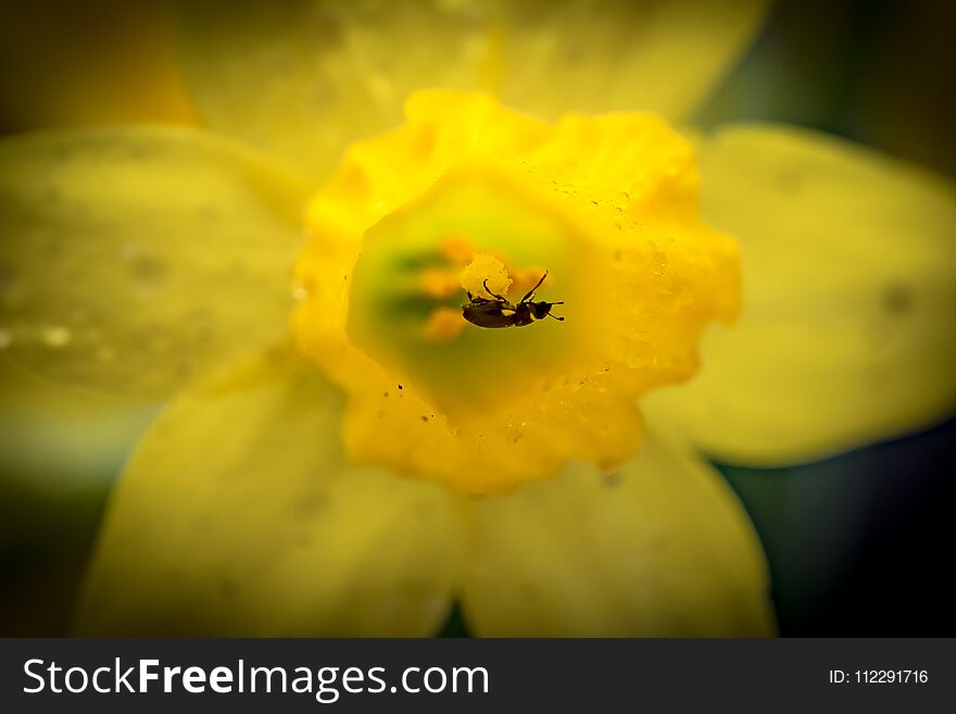 Macro image of a small insect seen gathering nectar from a Daffodil trumpet.