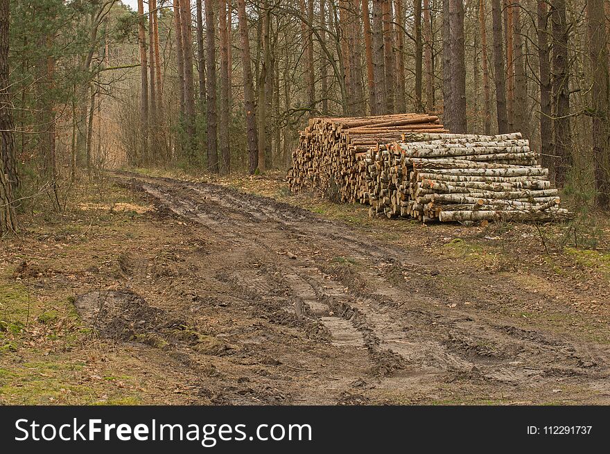 A forested, drenched road. Deep ruts. It is early spring, the trees are devoid of leaves, the grass is dry and yellow.There is a pile of wood by the road. A forested, drenched road. Deep ruts. It is early spring, the trees are devoid of leaves, the grass is dry and yellow.There is a pile of wood by the road.