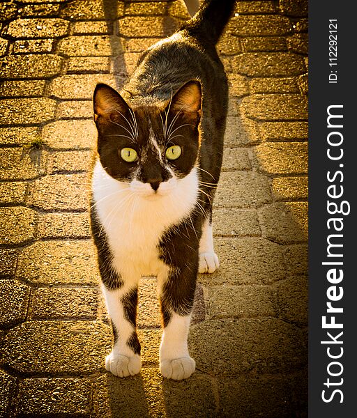 nice black white cat in street portrait with green eyes. nice black white cat in street portrait with green eyes