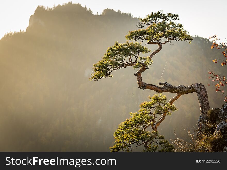 Sokolica, most famous tree in Pieniny Mountains, Poland