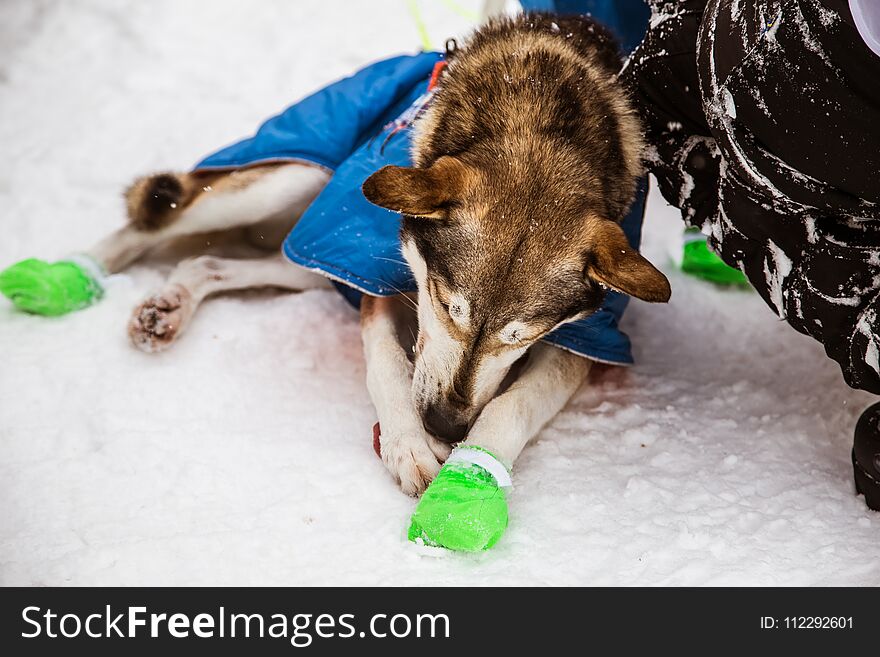 Beautiful alaska husky dogs at the finish line of a sled dog race. Beautiful portrait of a man`s best friend.