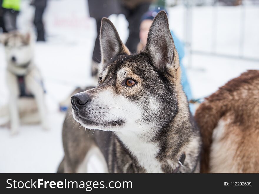 Beautiful Alaska Husky Dogs At The Finish Line Of A Sled Dog Race.